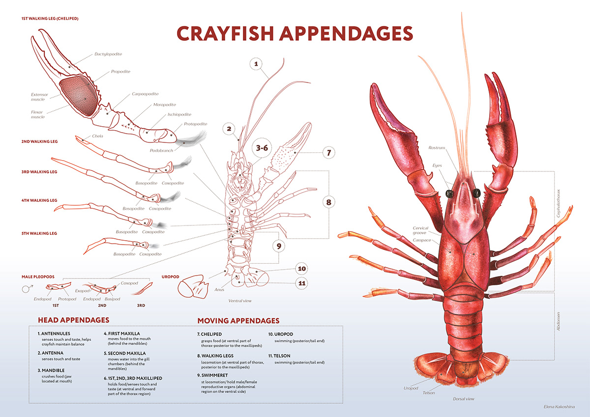 anatomy scientificillustration ILLUSTRATION  animals watercolor crayfish dissection