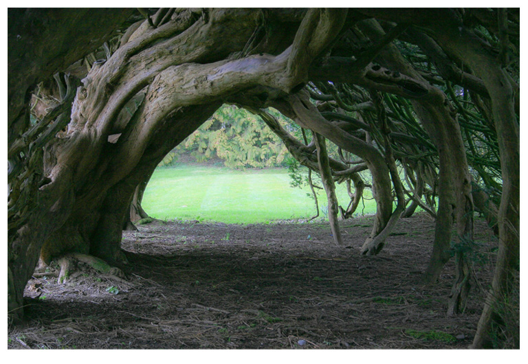yews trees tunnels archways intergrowth