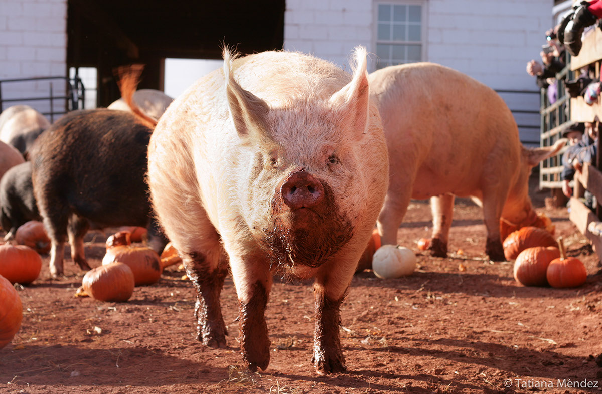 pig pigs pumpkin thanksgiving Fall animals vegan sanctuary animal rights thanksliving freedom rescue treat