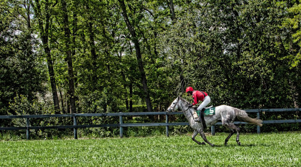 horse horses jockey jockey's aiken Steeplchase Aiken Steeple Chase race horses race