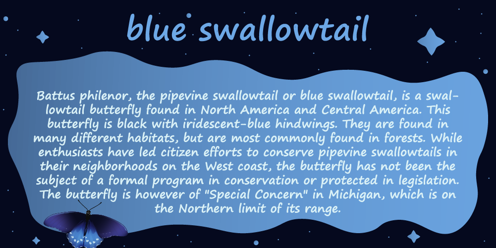 profile frame frame butterfly battus philenor blue swallowtail pipevina swallowtail swallowtail