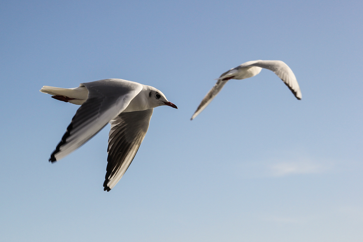 seagull seagulls istanbul kız kulesi city Urban sea maiden's tower animal Animal Life bird birds SKY