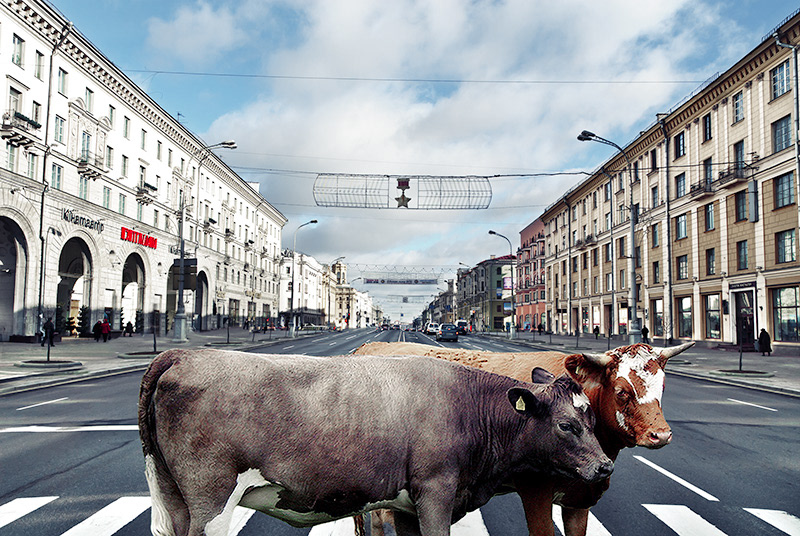 Urban cow cows