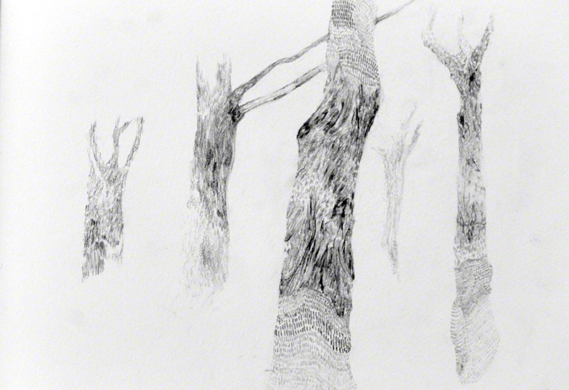 Nature Sketches graphite davidperezbusto natural hand drawn and white sketches graphite davidperezbusto black and white forest