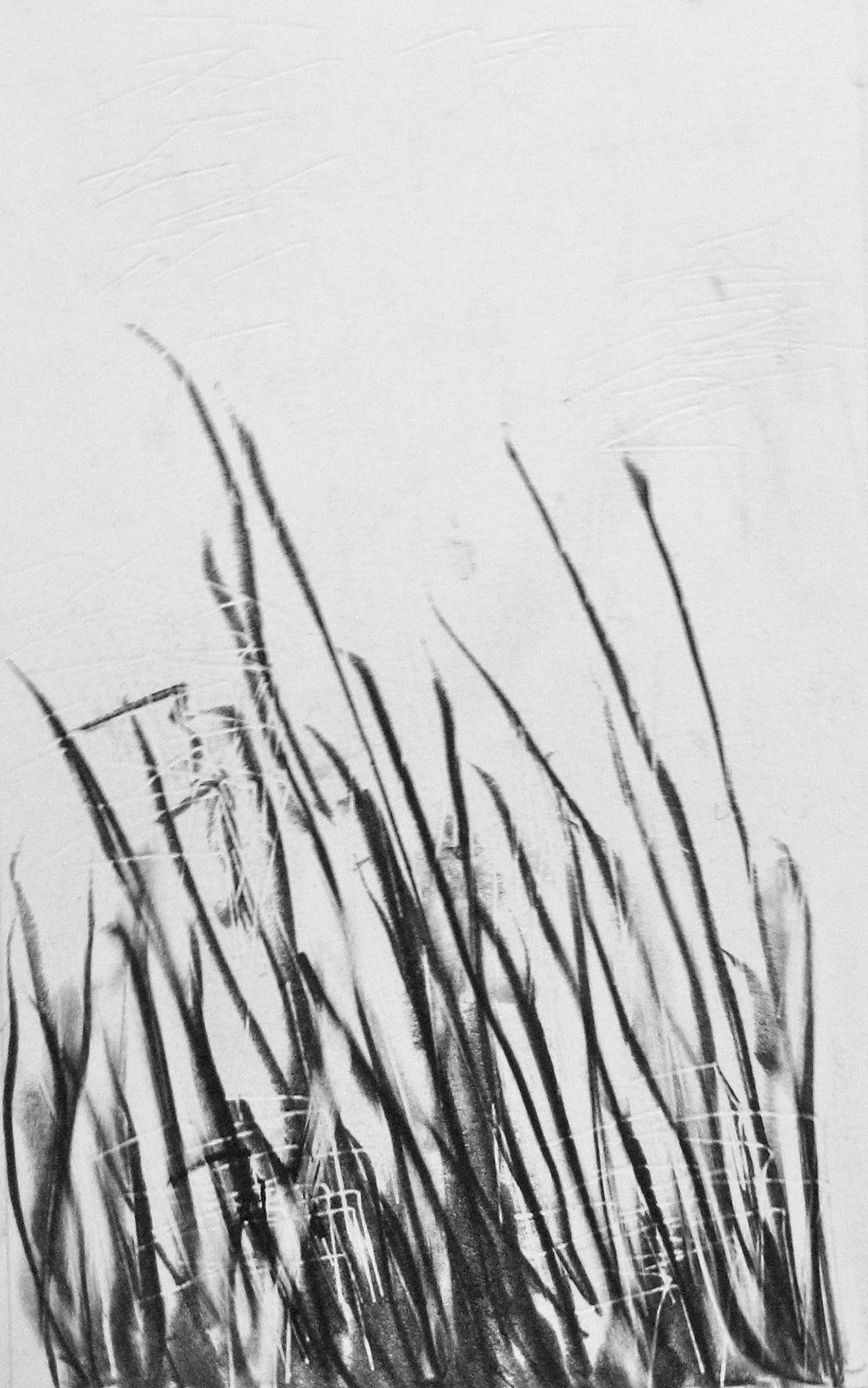 graphite pencil art allan redd grass