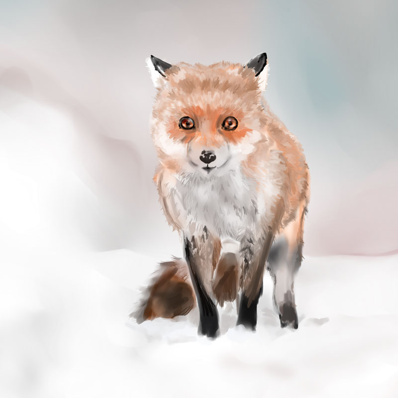 FOX winter snow ILLUSTRATION  Character design  Character painting   wildlife animal