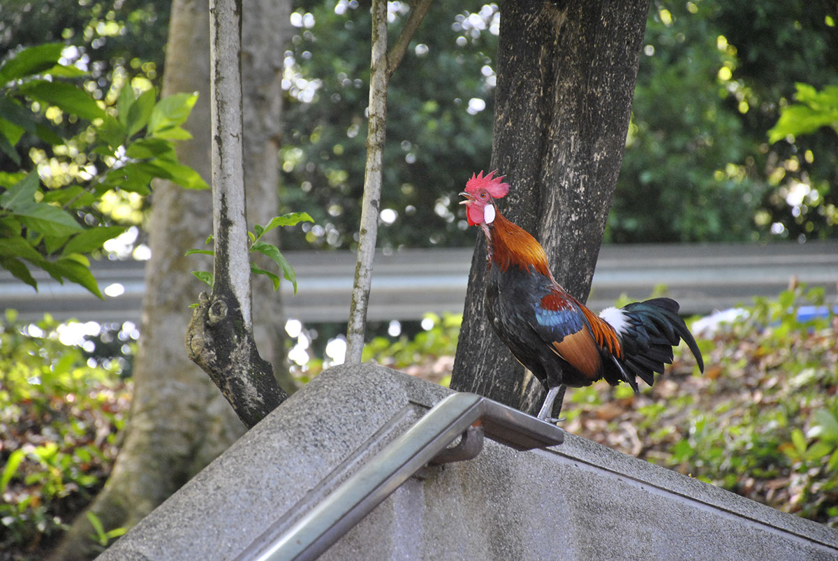red junglefowl chicken fort canning singapore Nature animals
