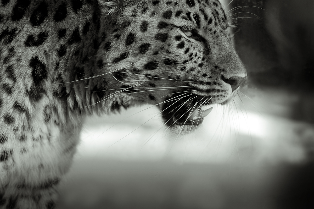 tiger  Leopard  cat