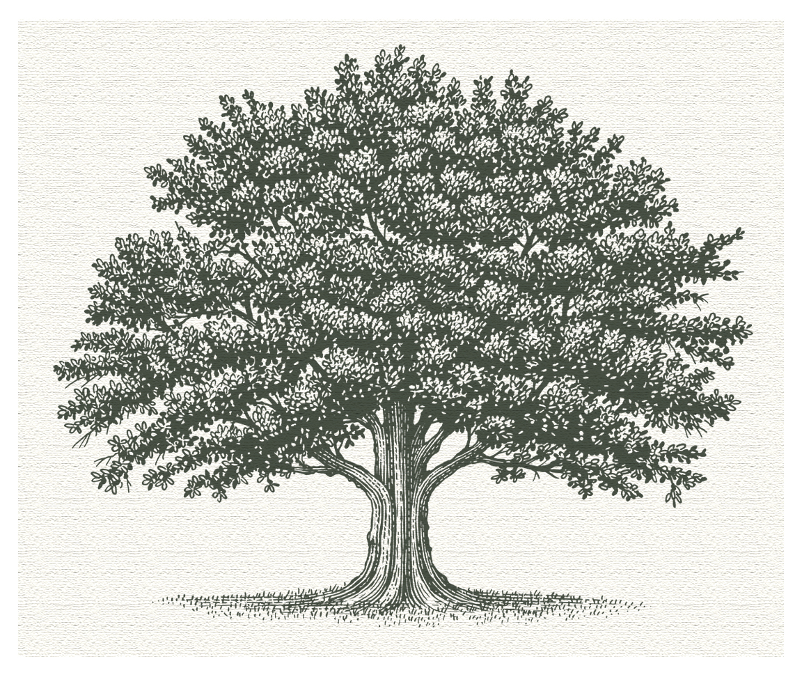 Steven Noble Tree  trees engaging woodcut linocut