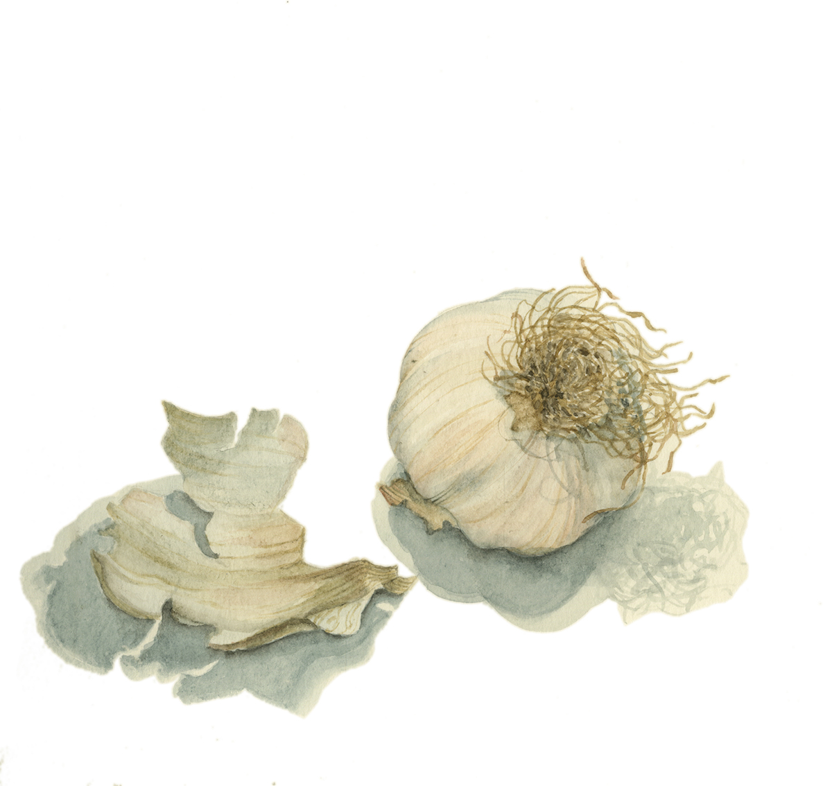 artichoke radicchio Watercolours still-life vegetables winter minestrone Soup Garlic