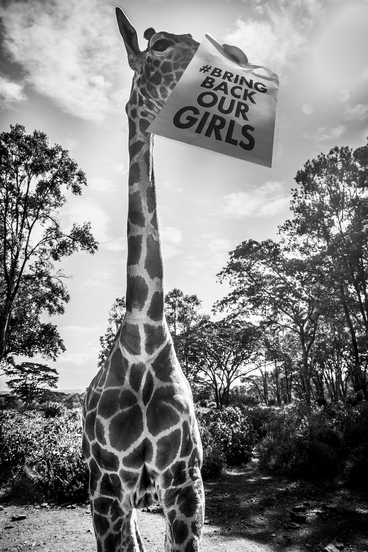 #bringbackourgirls girafe giraffe animal africa zebra elephants