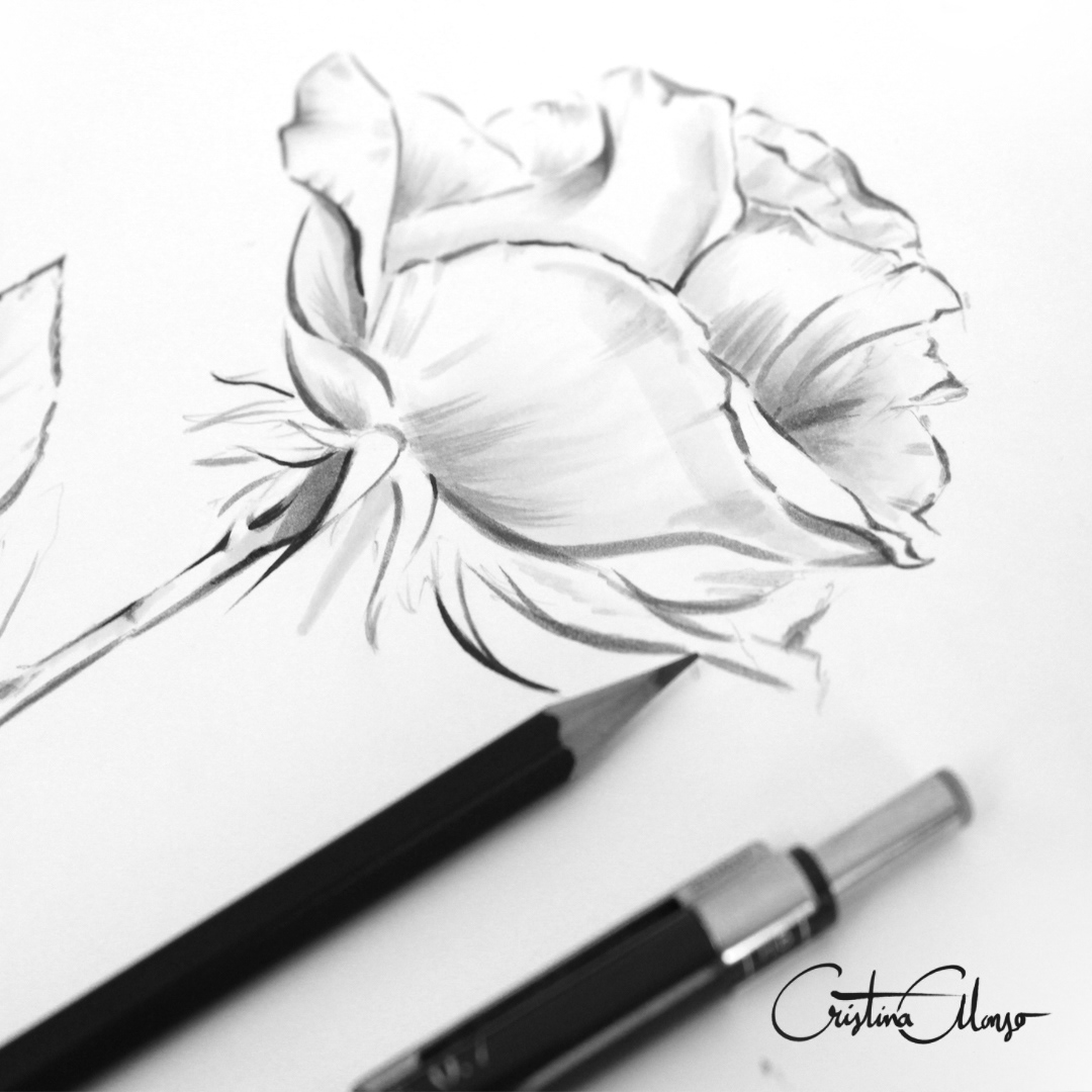 botanical delicate Drawing  elegant fashion illustration floral Flowers ILLUSTRATION  luxury watercolor