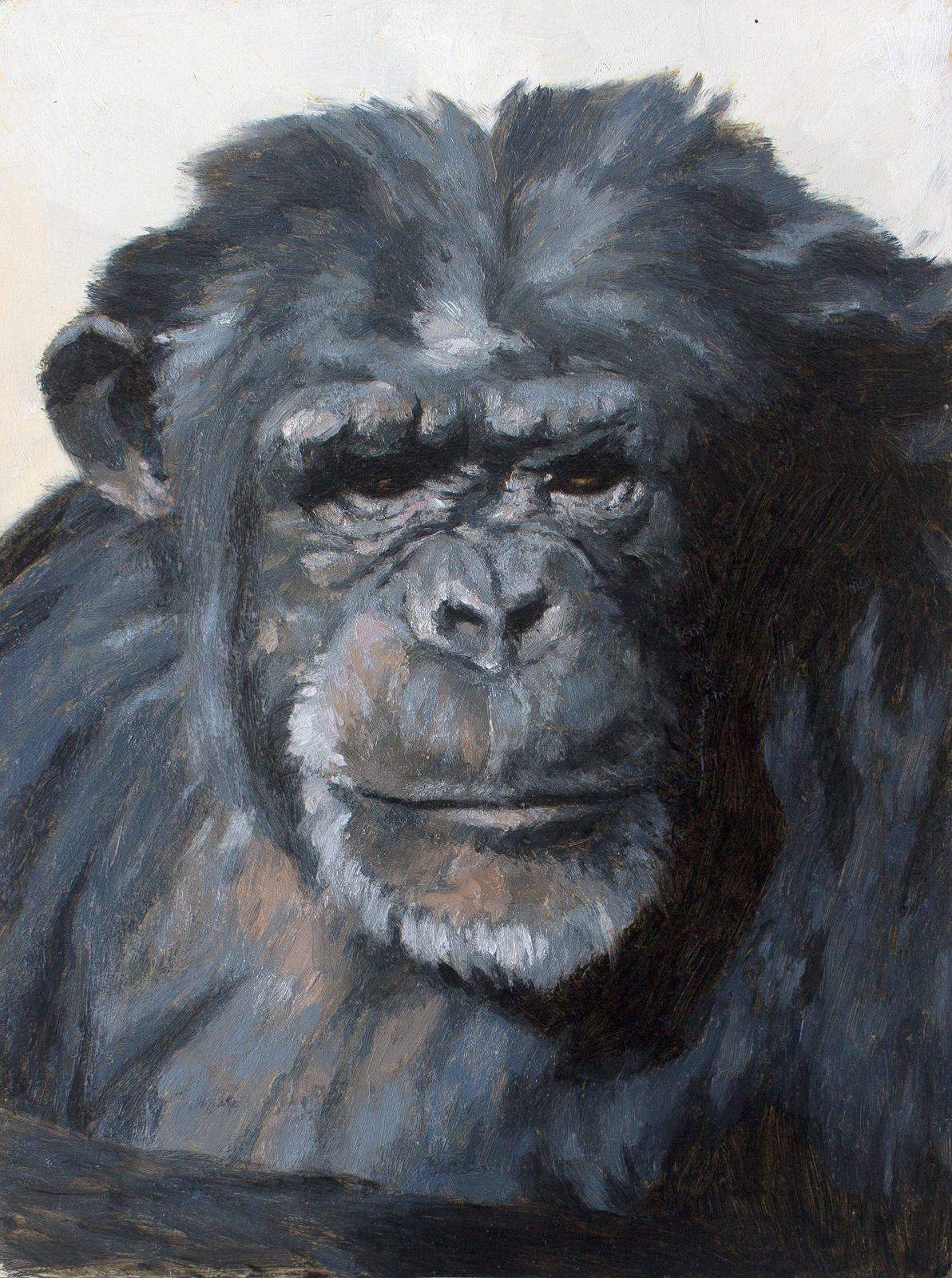 animal paintintg graphite jackal gorilla chimp chimpanzee primate oil panel moleskine bird owl watercolor gouache