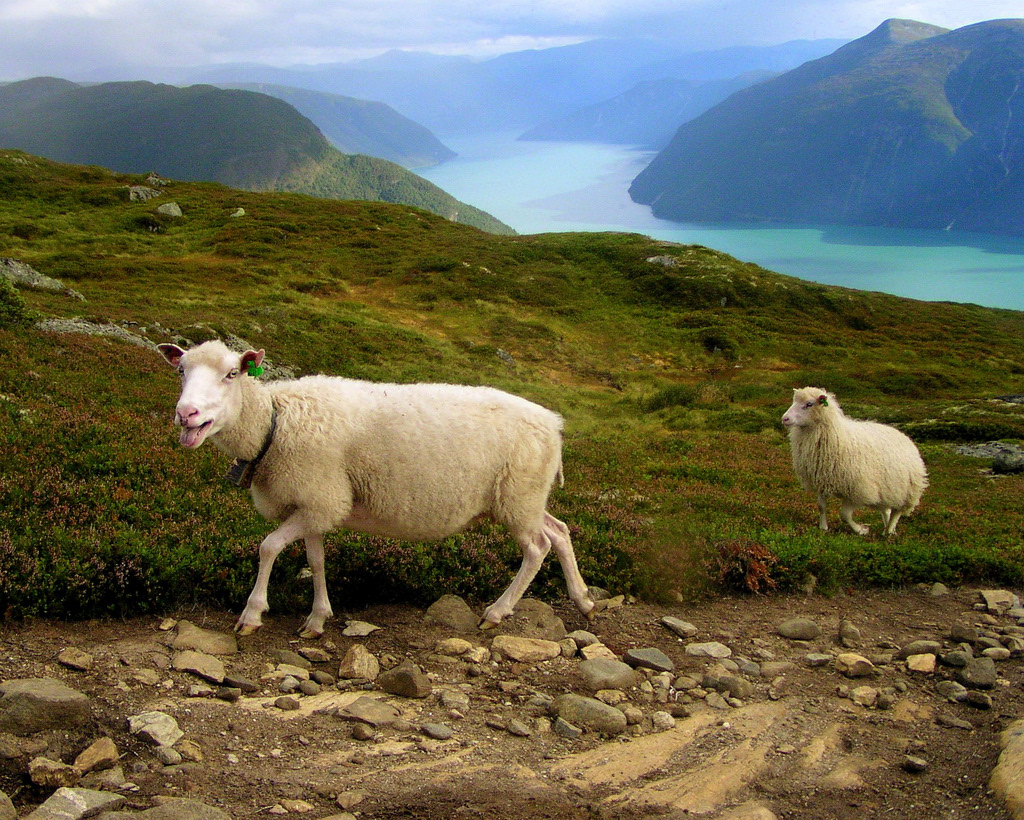 sheep photomanipulation compositing animals
