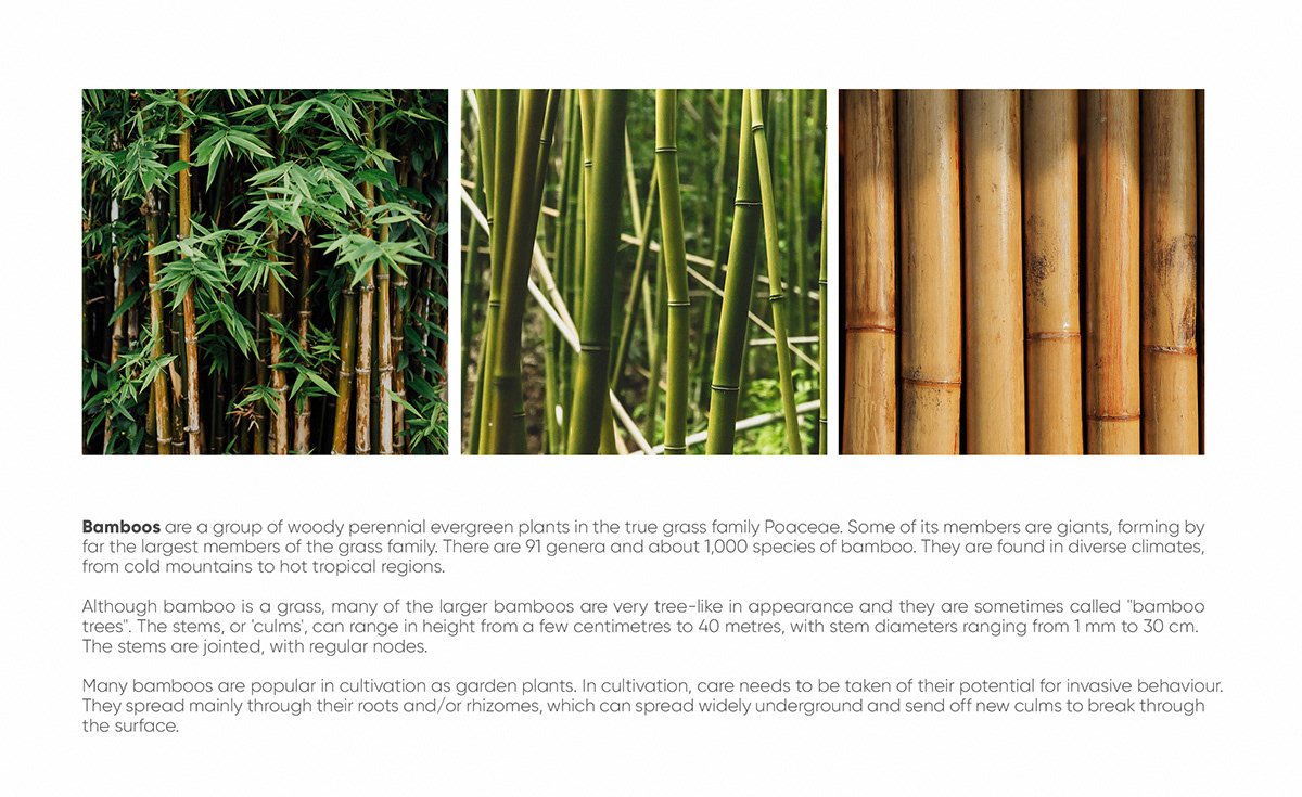 bamboo bıomımıcry bıomorphısm desıgn   devıce ındustrıaldesıgn Nature natureınspıred plants pot