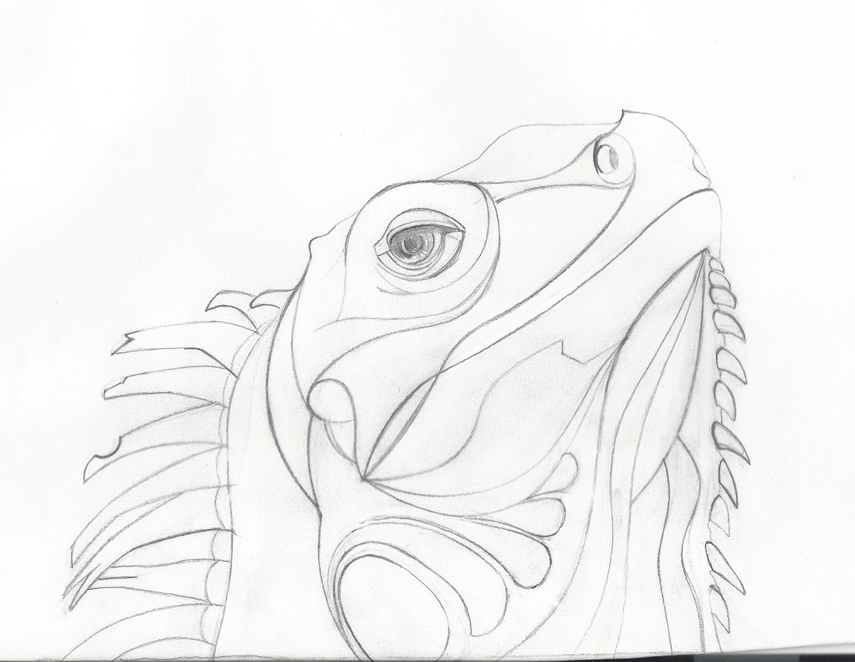 Adobe Portfolio Digital Drawing iguana