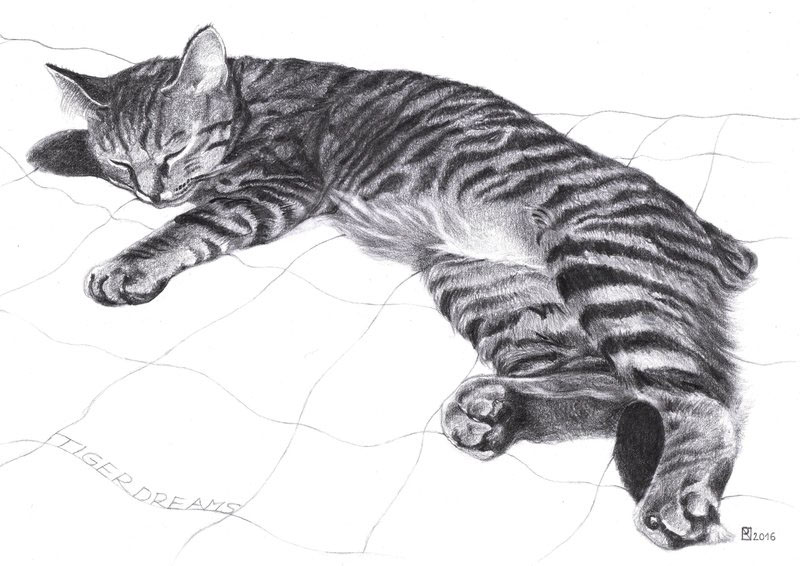 original drawing graphite pencil drawing cat drawing pets animal drawing realistic Illustrative funny naturalistic Unique
