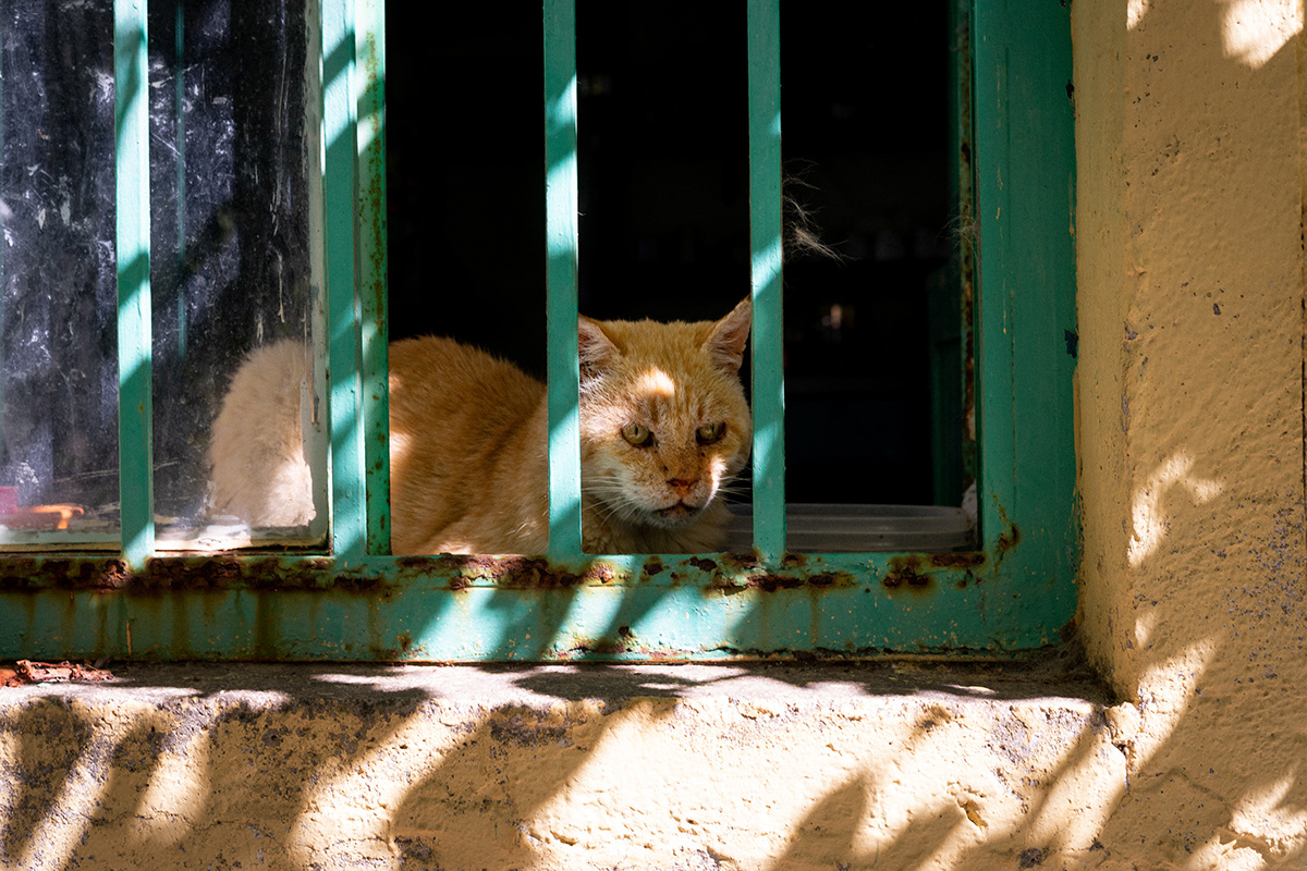 Cat from Crete