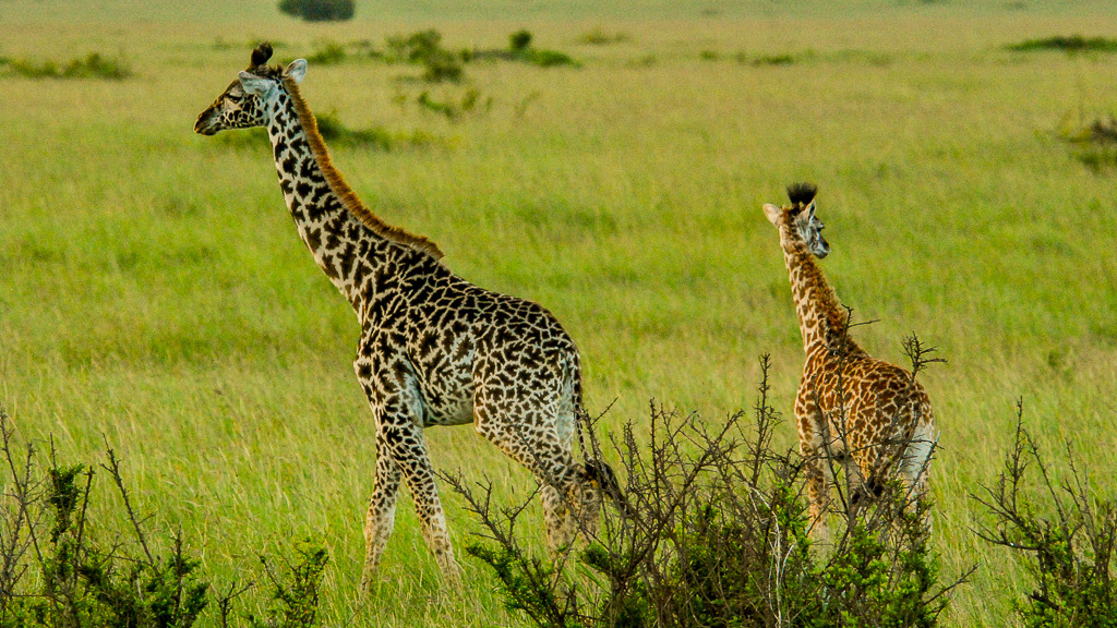 Adobe Portfolio rhinoceros peeing elephants giraffe giraffe calf buffaloes   Ox pecker