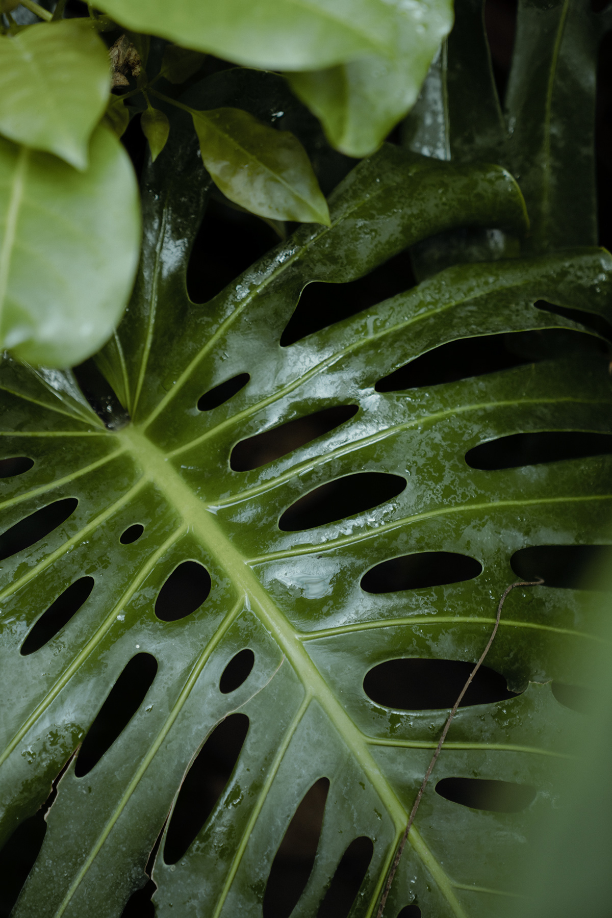 closeup green Nature Photography  plants textures Tropical wallpaper