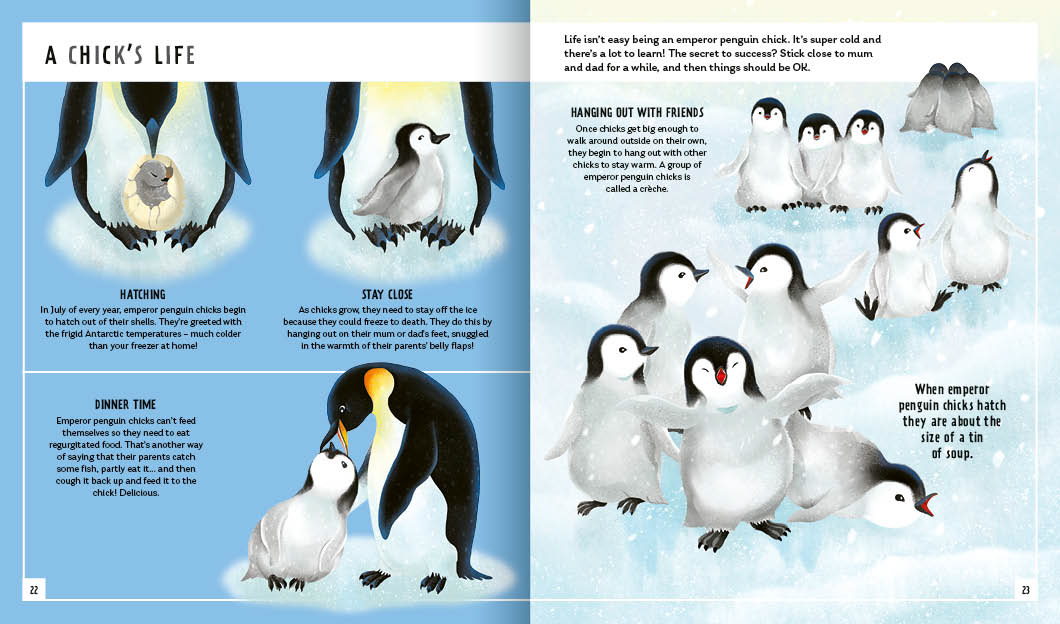 bird book children illustration children's book Cover Book digital illustration ILLUSTRATION  Nature penguin Picture book