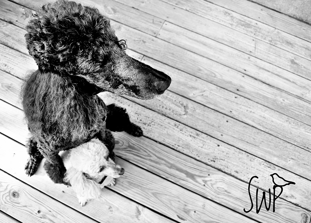 dogs pets Pet portraits Dog Portraits poodles Poodle black dog white dog