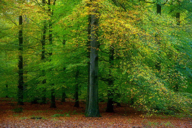 forest autumn trees