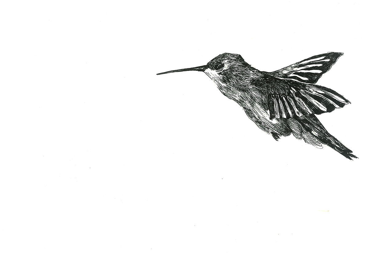 hummingbird Pilot paper black and white julia santa olalla