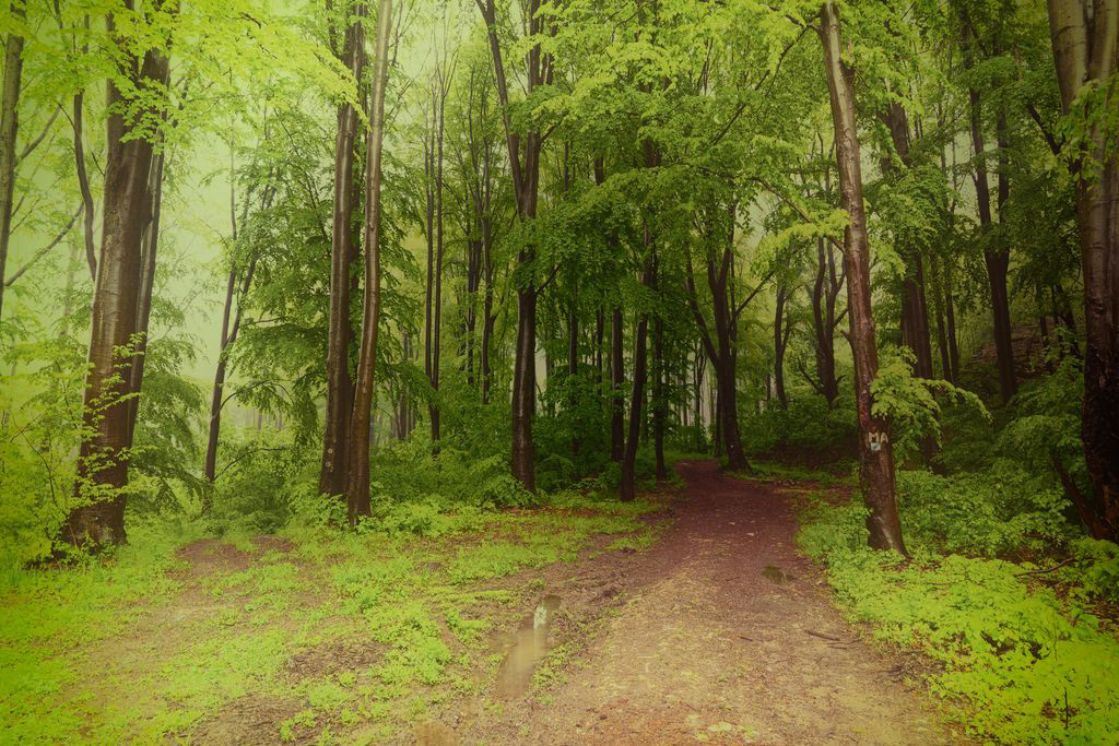 Adobe Portfolio Tree  Nature Landscape Photography  wood forest