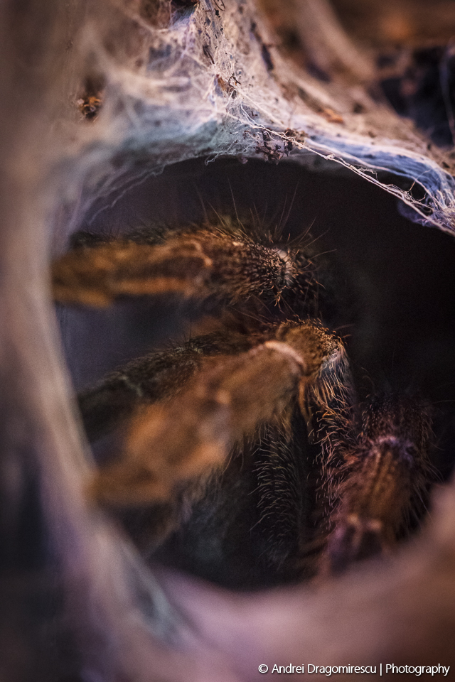 spiders tarantulas webs