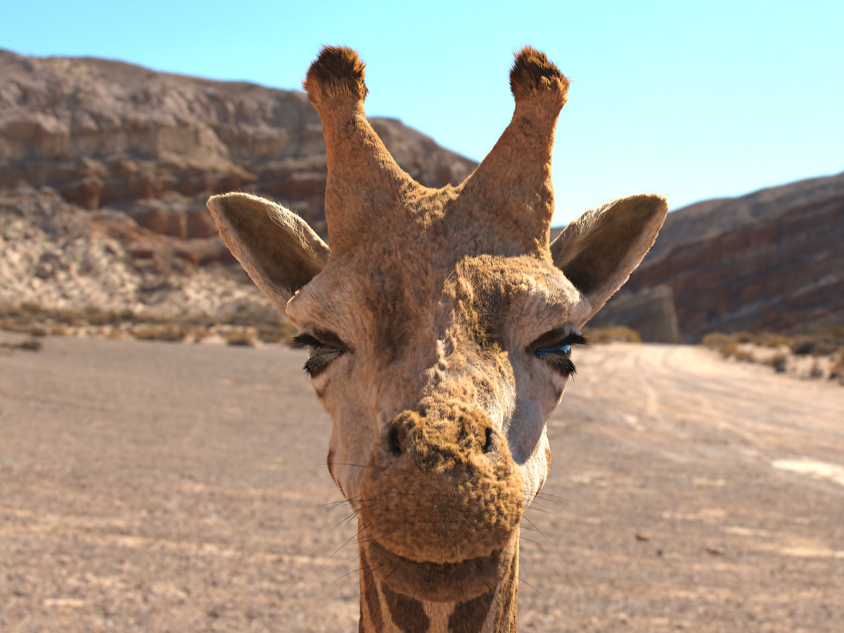 3d animals 3D Character 3D hair 3D wool animals CGI giraffe safari
