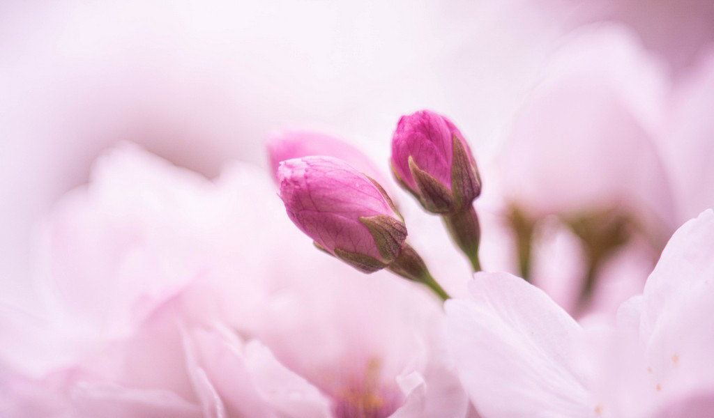 Adobe Portfolio flower rose garden Nature colors Photography 