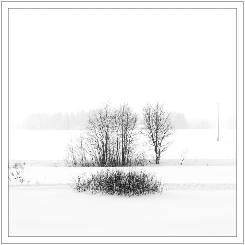 graphic trees Nature snow Landscape motiv minimal