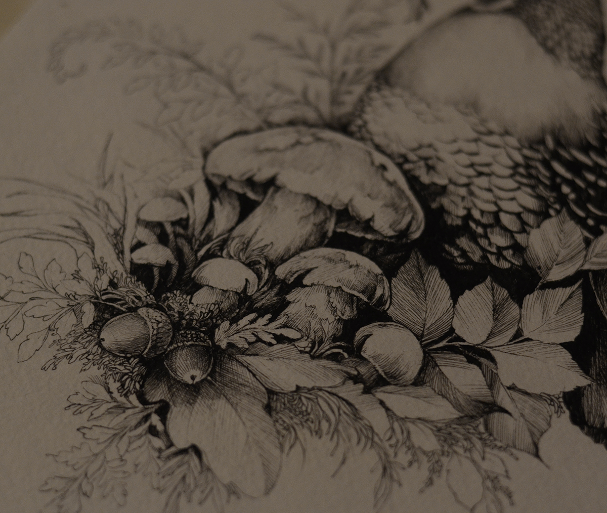 bird ILLUSTRATION  graphic pen design botanical art black and white