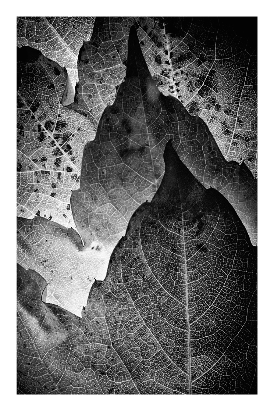 leafs autumn leaf