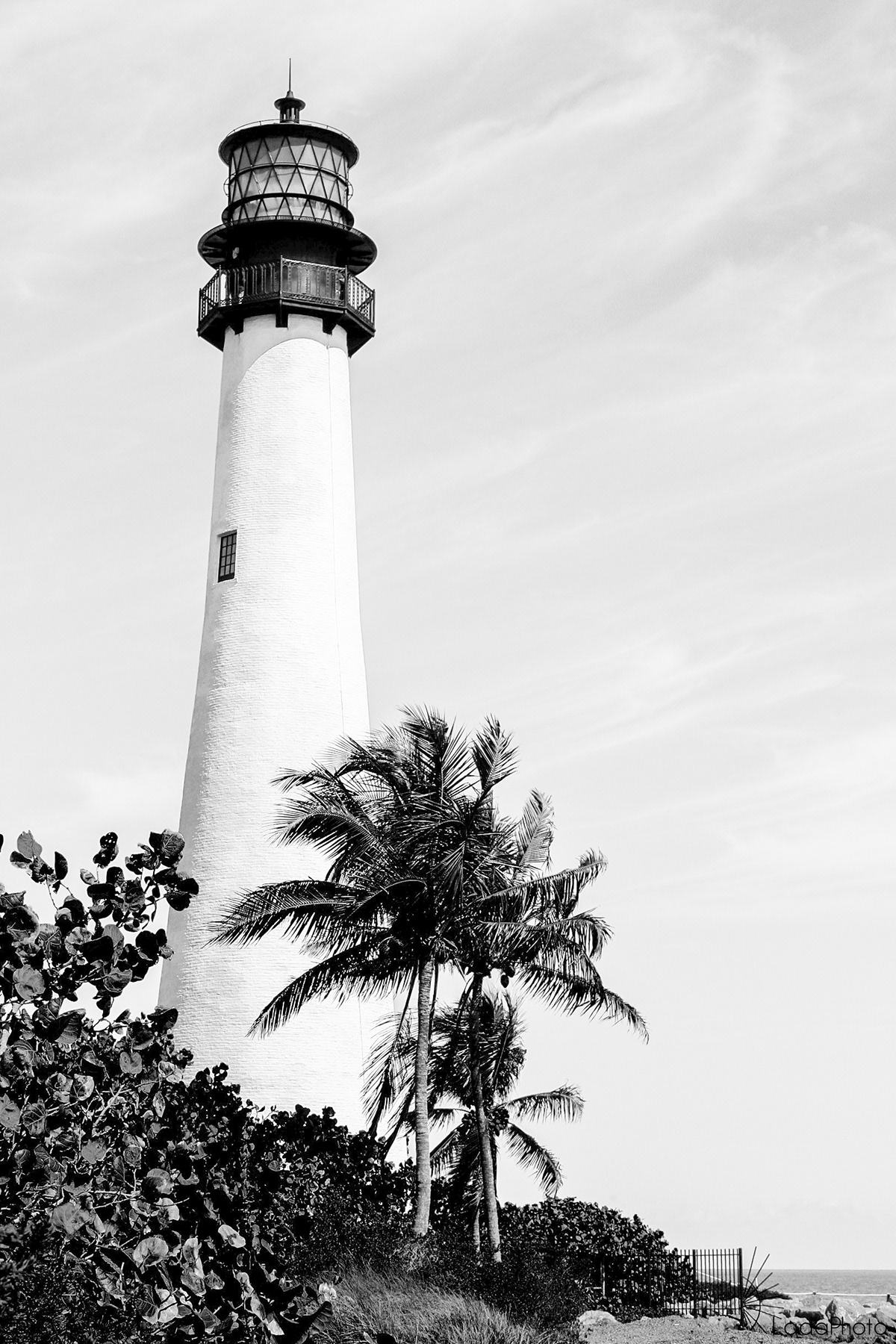 lighthouse palmtree blackandwhite b&w contrast