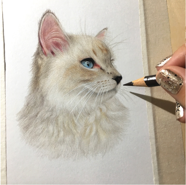 coloredpencil Cat Katze prismacolor animal drawig