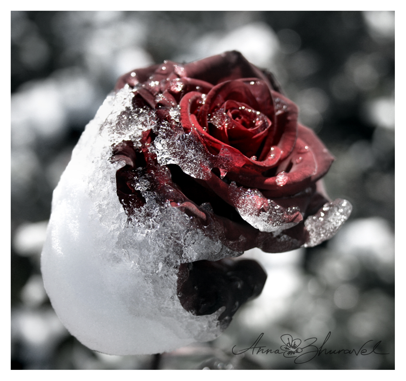 snow  red roses