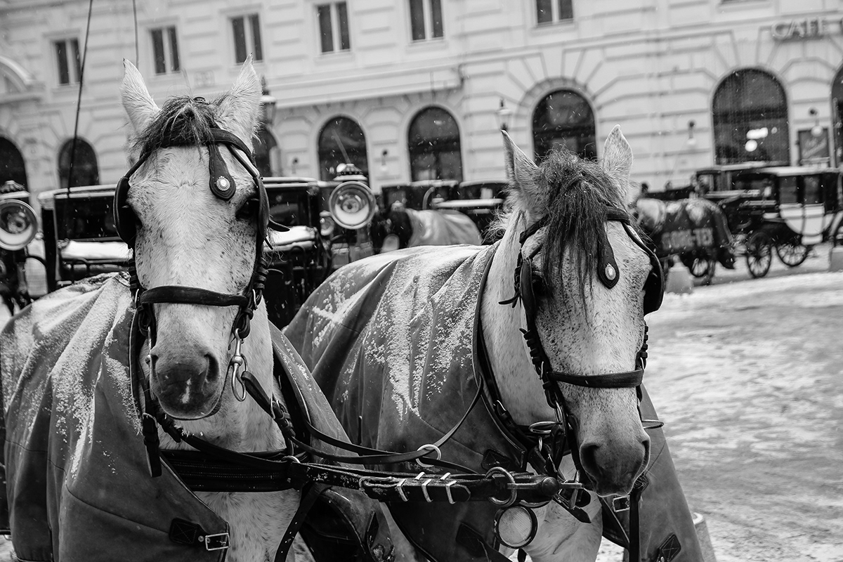 horse horses vienna wien city blackandwhite bnw phaeton winter City Life animal Animal Life snow snowing
