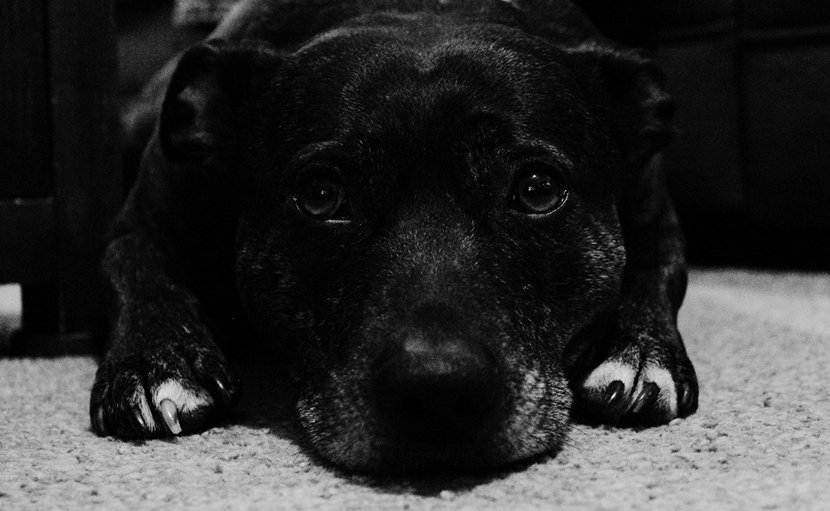 senior dog staff Exposure black and white