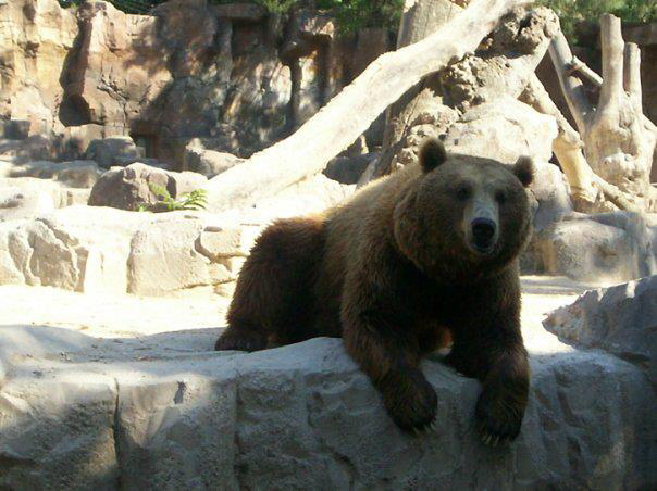 Urso pardo. Zoológico de Madrid, 2009.