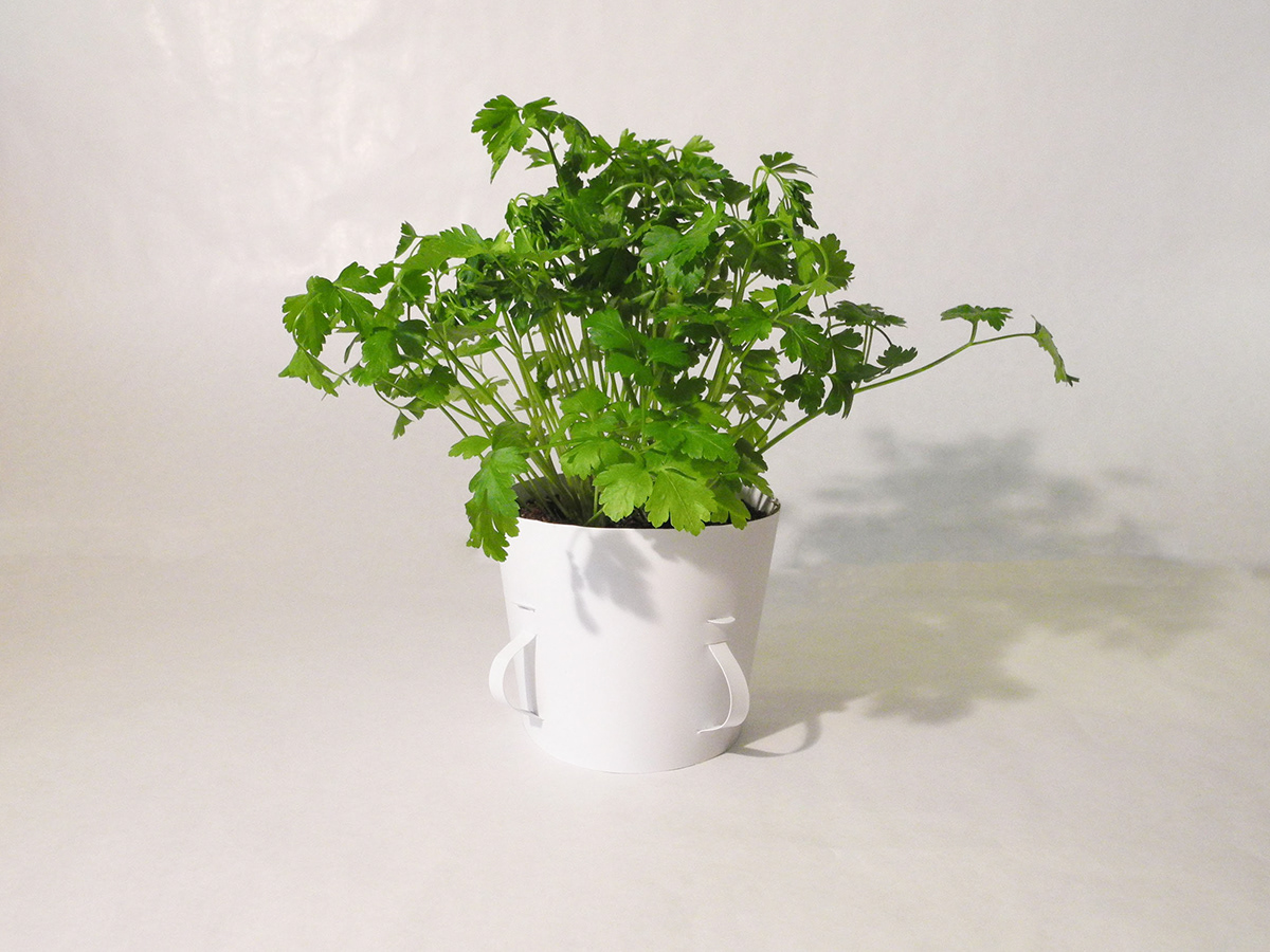 Vase polipropilene vaso Carta SEMI seme bianco Verde pianta sostenibilità fioretto