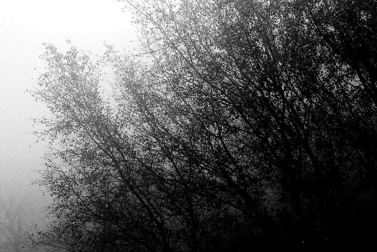 black and white Tree  flower winter fog cold