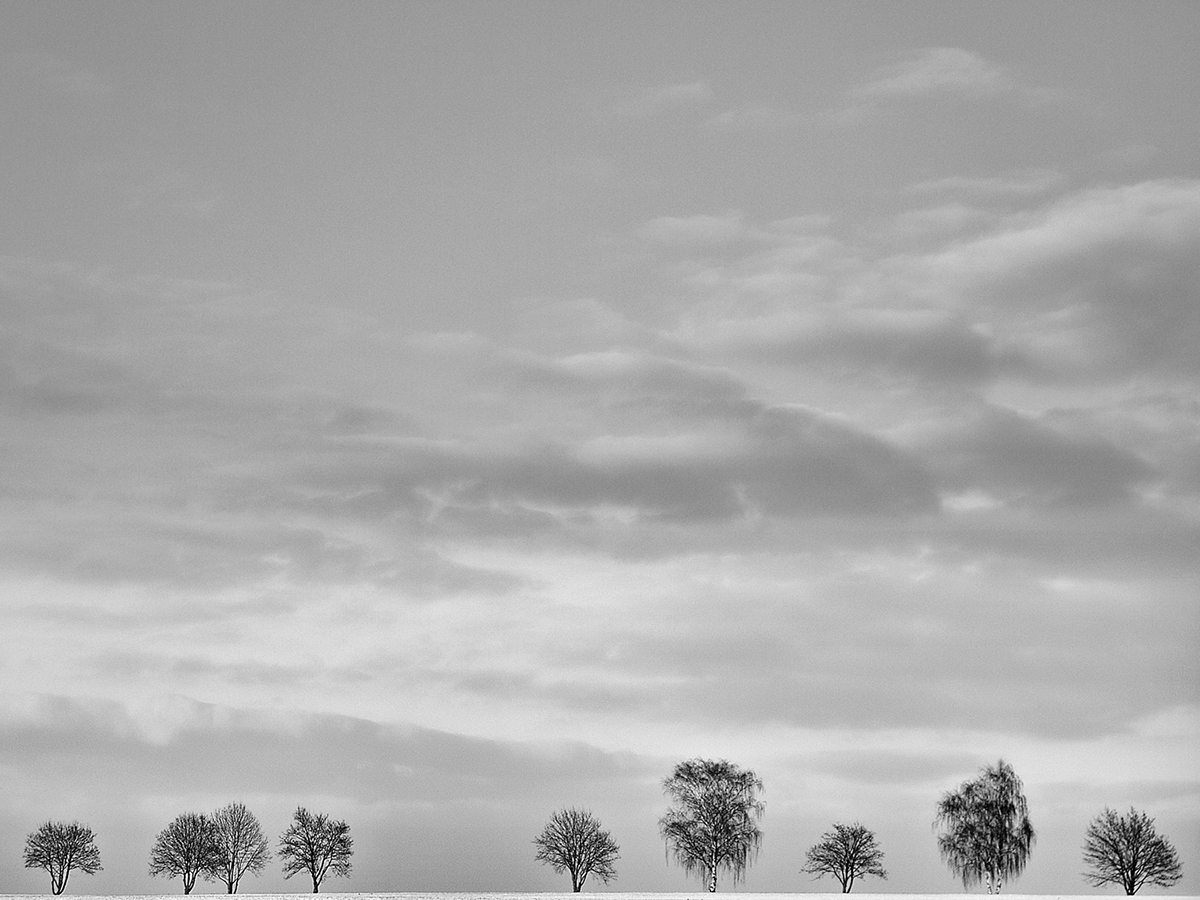 Landscape Nature  tree  trees black and white bw jörg marx