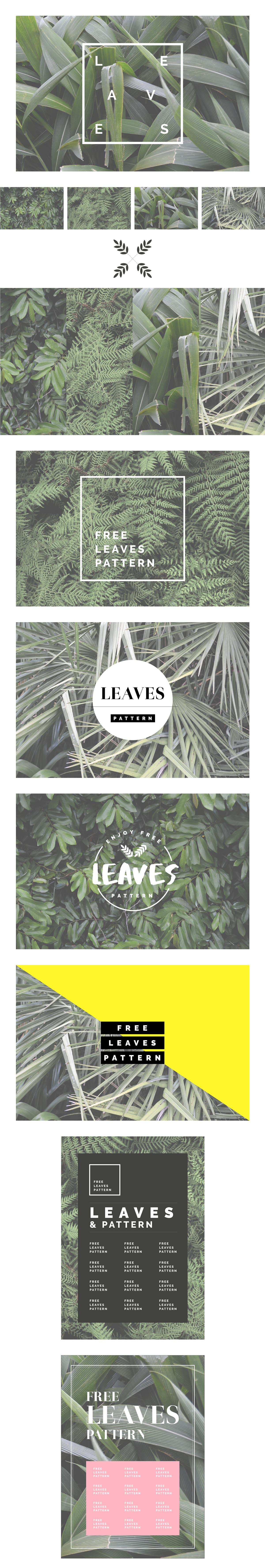 leaves leaf