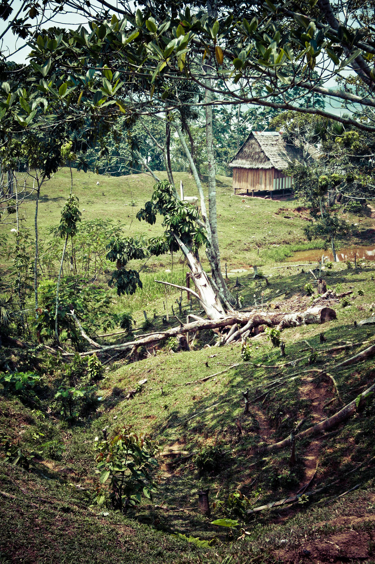 peru jungle Amazon monkey tribe parrot anaconda black water piranha tucan spider monkey canoe water