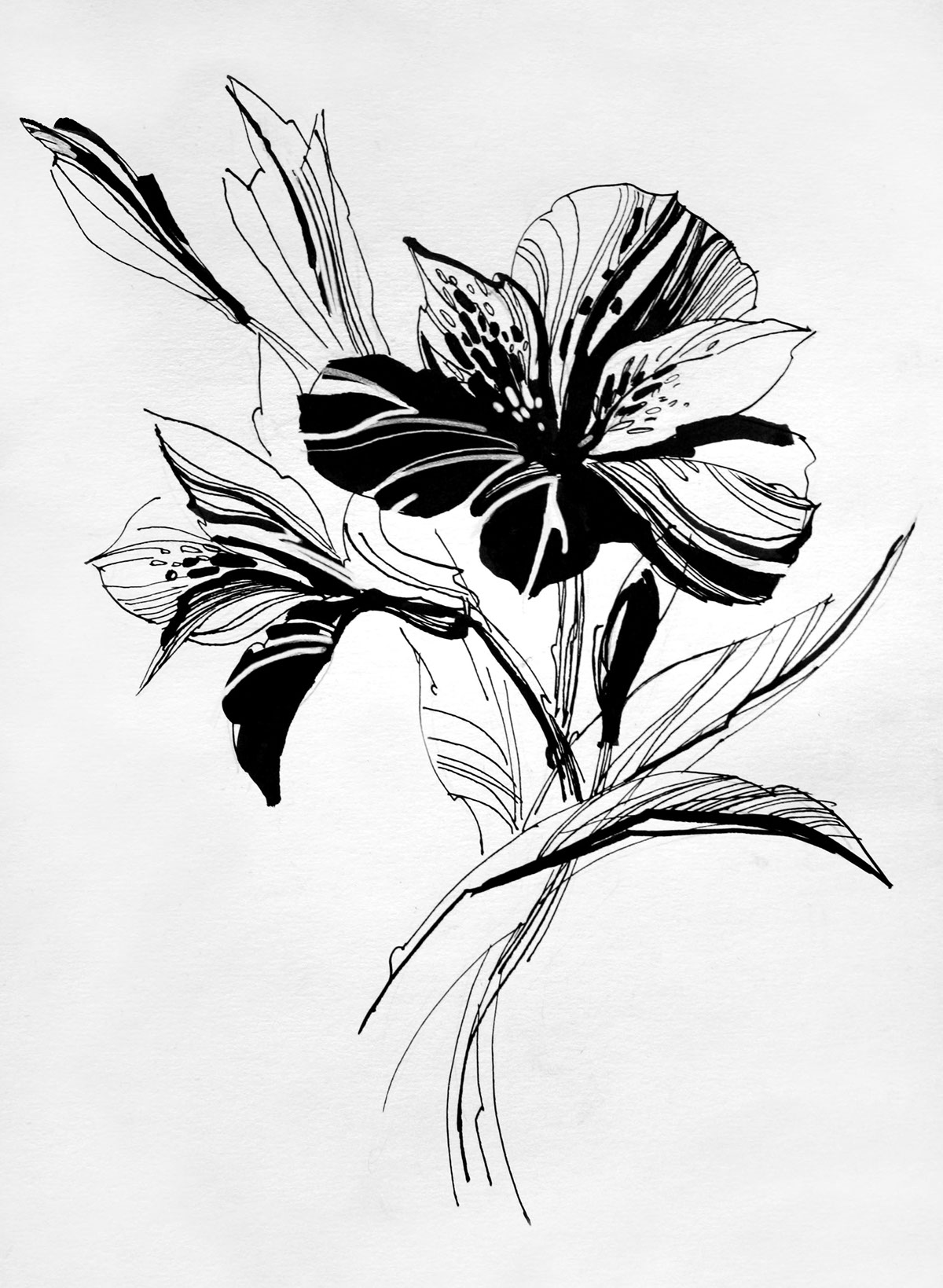 ink pastel gouache pen Natural Drawings sketch