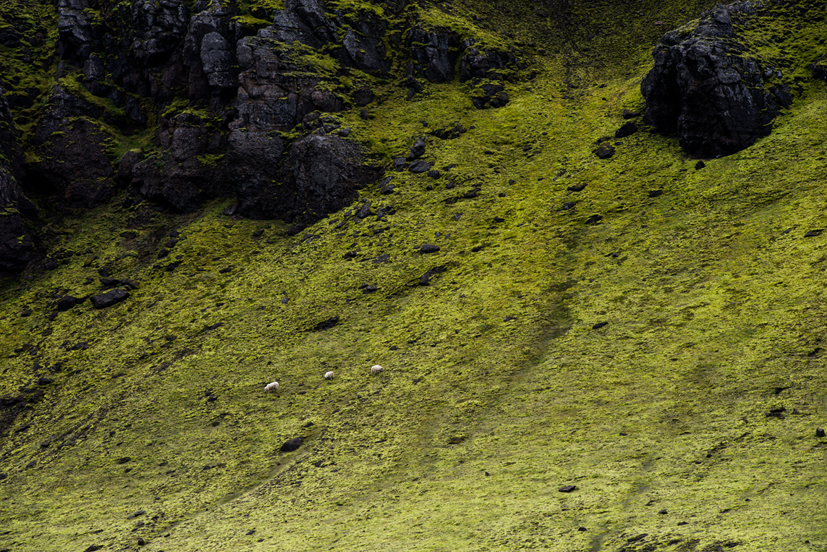 iceland Travel blachford landscapes Landmannalauger volcano lava neon moss Moonscapes