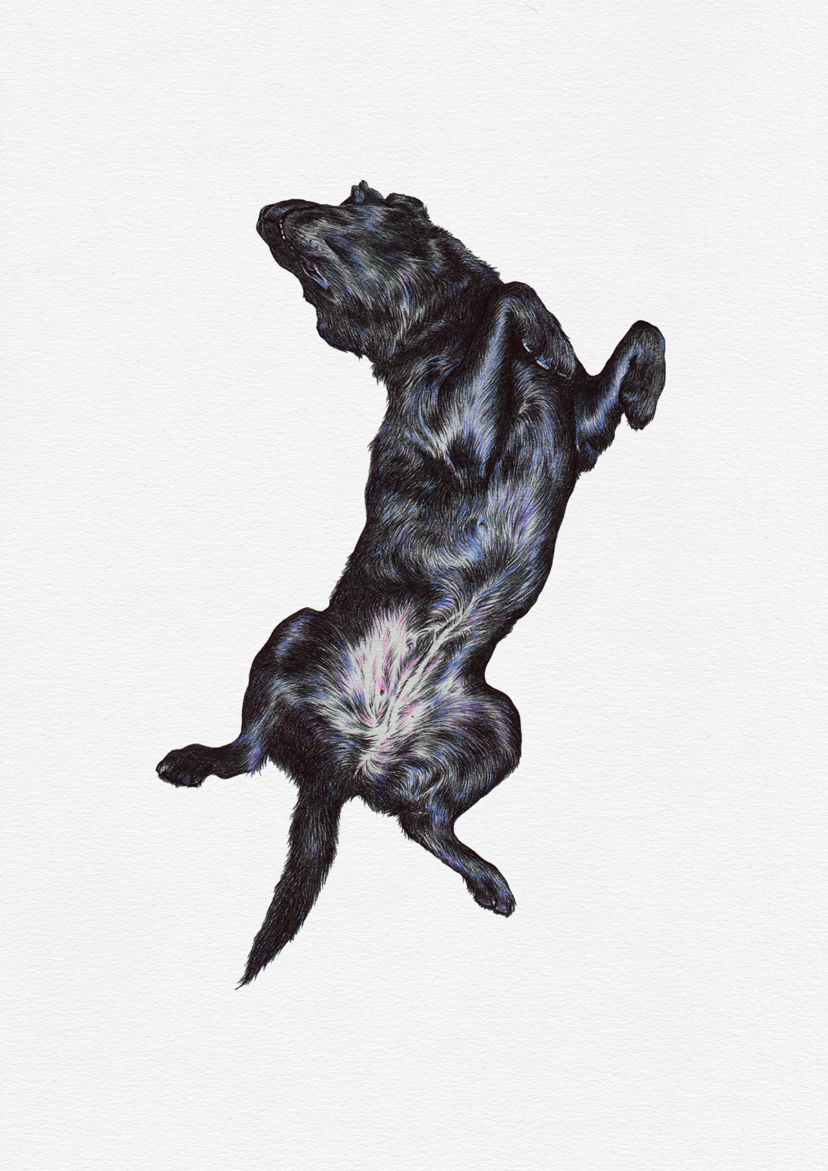 dog Labrador lazy portrait blacklab worldoflabs doglife sleeping blacklabrador dogs ballpoint Bicpen ballpointpen