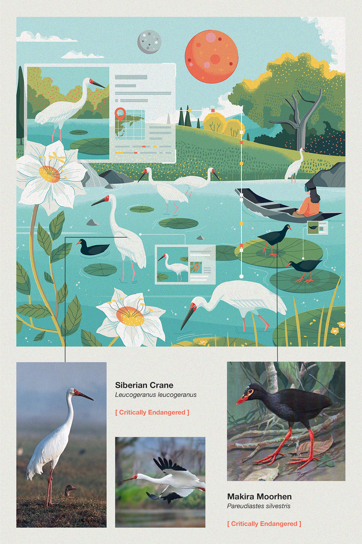 adobe illustrator vector forest animal bird Nature Landscape wildlife museum